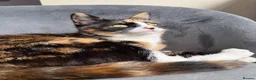 Domestic Shorthair cats for sale: Beautiful Kittens READY NOW - Advert 10