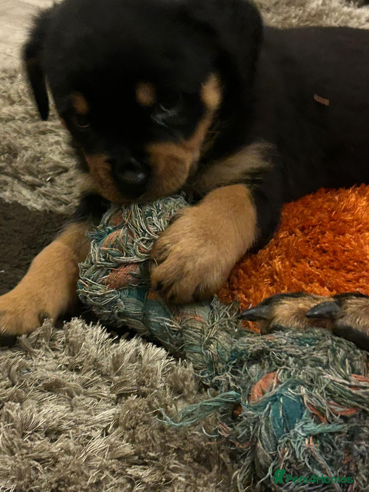 Rottweiler dogs READY TUE 17/02/2026 KC REG PUPPYS  - Advert 7