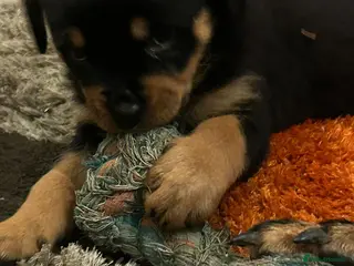 Rottweiler dogs READY TUE 17/02/2026 KC REG PUPPYS - Advert 7