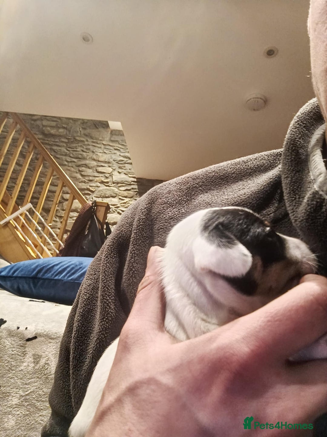 Jack Russell dogs for sale: Jack russle pups for sale - Advert 7