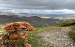 Cocker Spaniel dogs for stud: For Stud - Camsiscan Solaris Samurai  - Image 1
