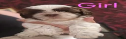 Shih Tzu dogs for sale: Quality Half Imperial Shihtzus. - Advert 11