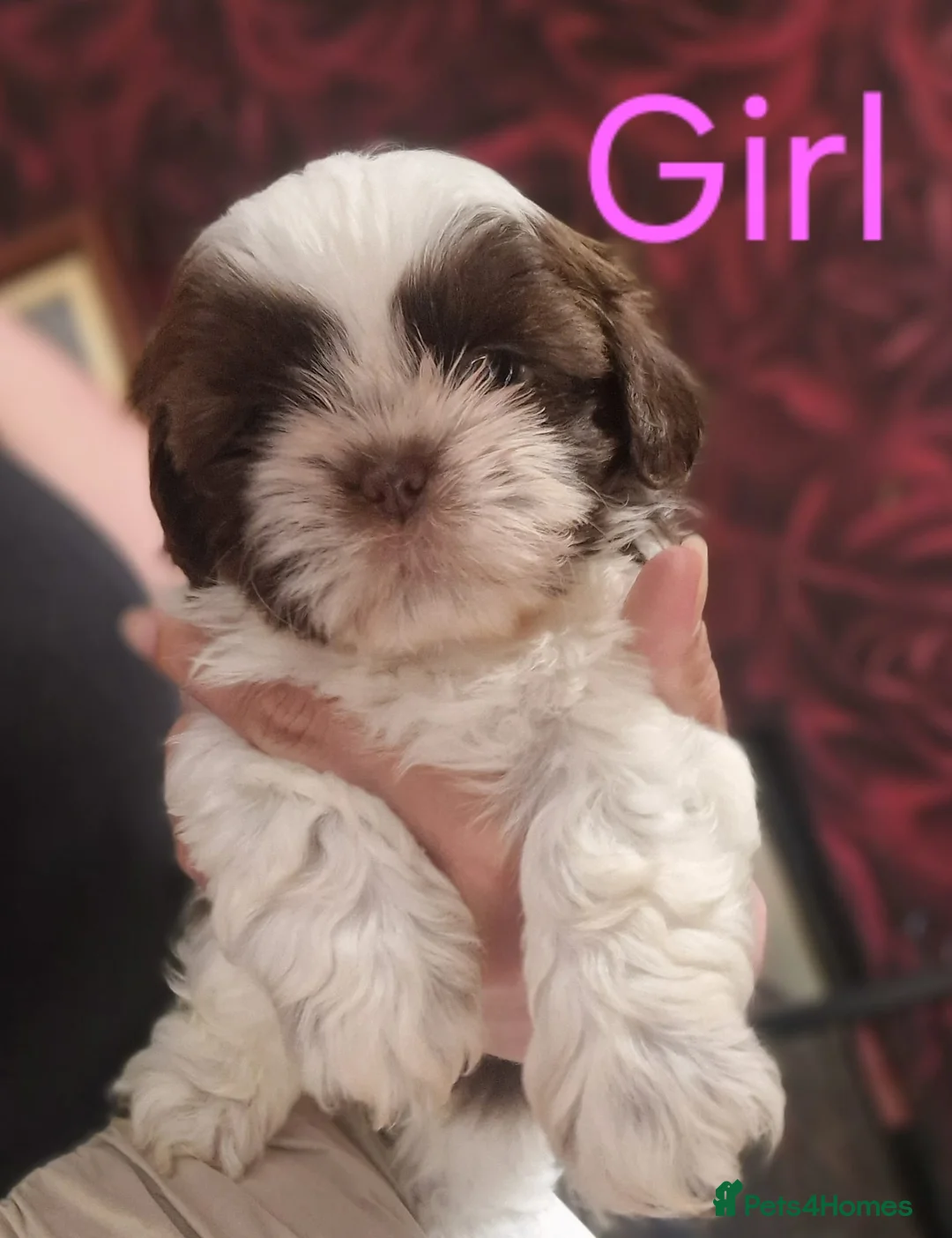 Shih Tzu dogs for sale: Quality Half Imperial Shihtzus. - Advert 11