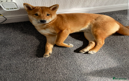 Japanese Shiba Inu dogs for sale: Japanese Shiba Inu  - Image 3