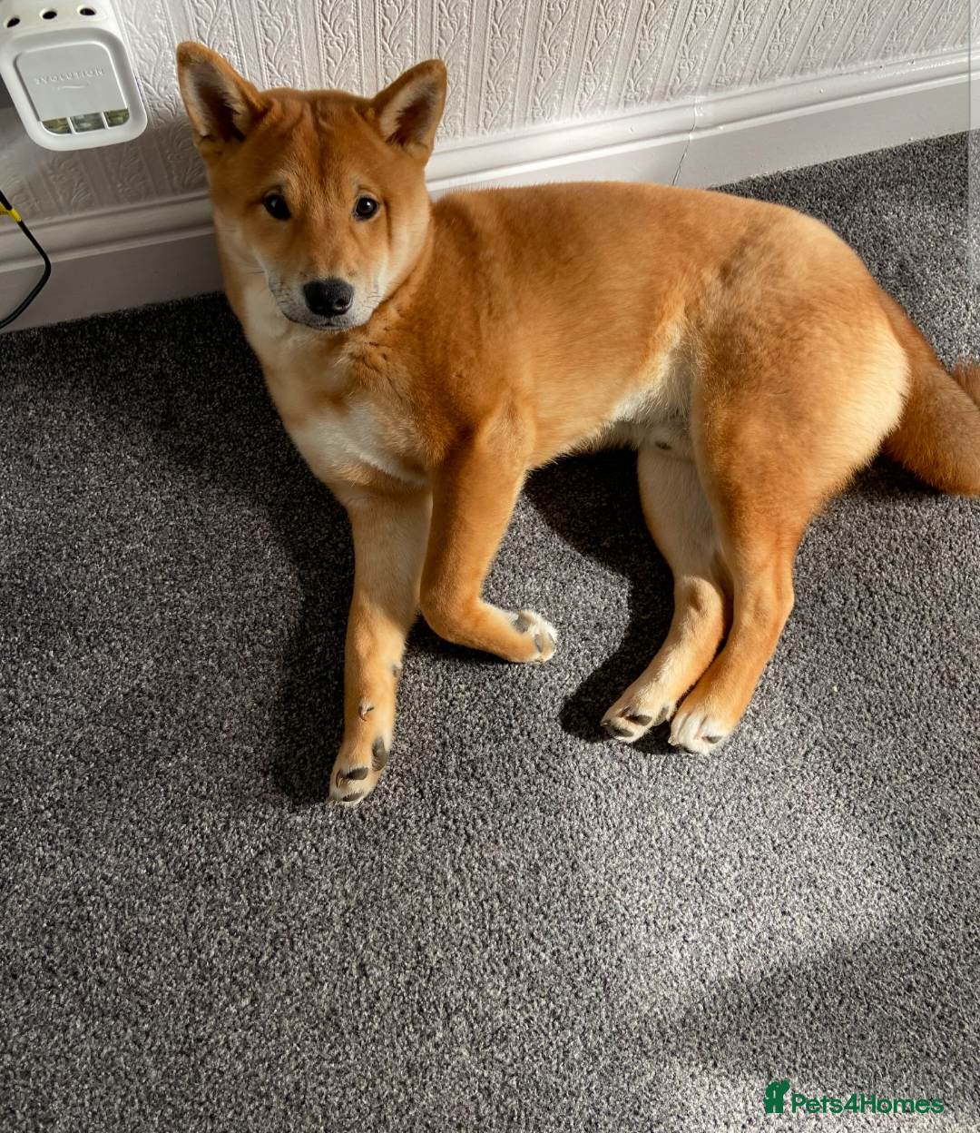 Japanese Shiba Inu dogs for sale: Japanese Shiba Inu  - Image 3