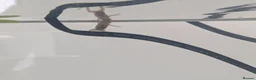 Frog reptiles for sale: African clawed froglets - Advert 8