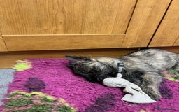 Cairn Terrier dogs for sale: Handsome Cairn Terrier Boy - Image 11