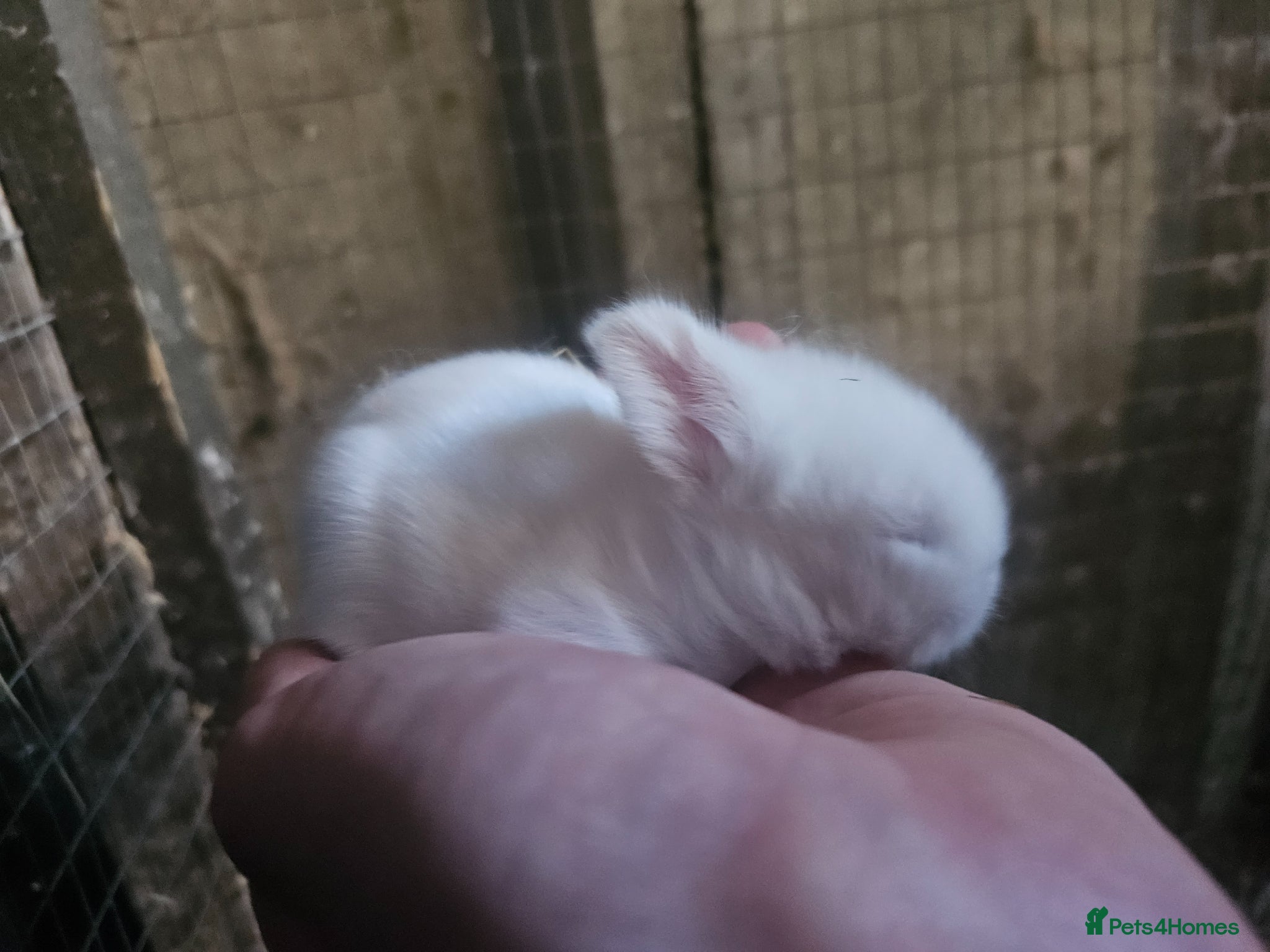 Cashmere Lop rabbits 2 rabbits now reserved  - Advert 2