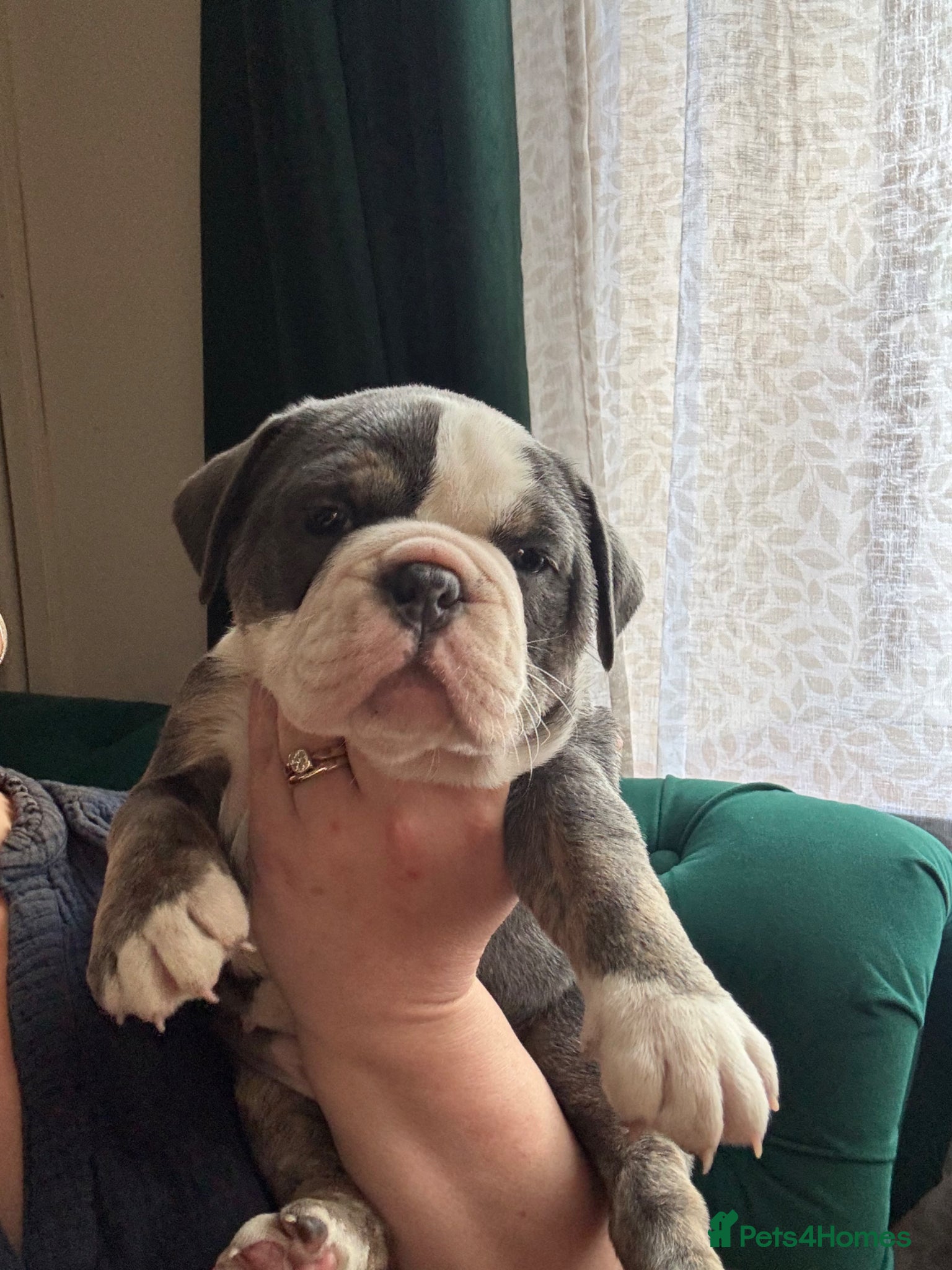 Dorset Olde Tyme Bulldogge dogs Beautiful true to the breed amazing quality🦍 - Advert 1