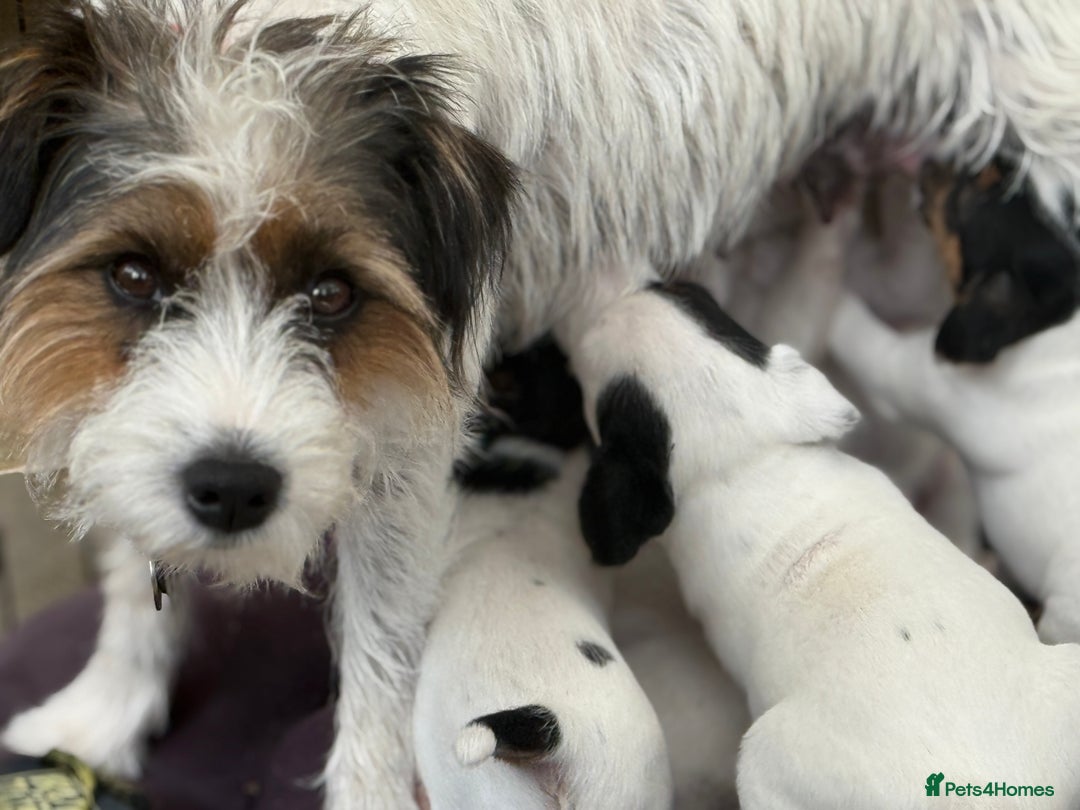 Parson Russell dogs for sale: Kennel Club Parsons Champions - Image 11