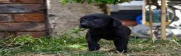 Labrador Retriever dogs for sale: Beautiful Yellow and Black KC Puppys - Advert 7