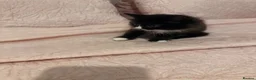 Mixed Breed cats for sale: Kitten  in Wolverhampton - Advert 14