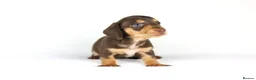 Miniature Dachshund dogs for sale: Miniature dachshund beautiful litter - Advert 37