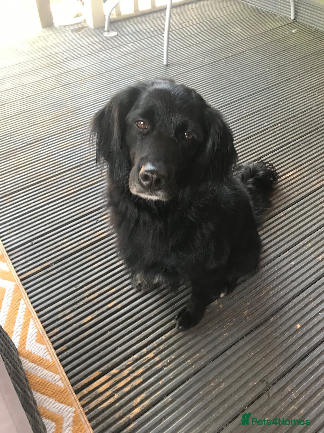 Goldendoodle dogs for sale: Goldendoodle up for adoption  - Advert 3