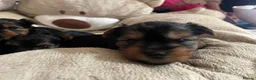 Yorkshire Terrier dogs for sale: YORKSHIRE TERRIER K C REGISTERED PUPS - Advert 2