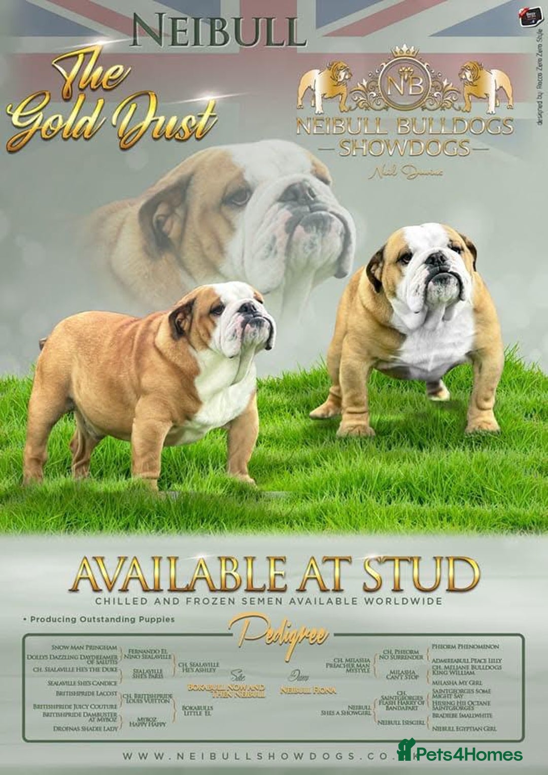 English Bulldog dogs for sale: English Bulldog Puppies Coloured  - Advert 5