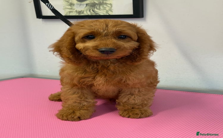 Cockapoo dogs - Advert 3