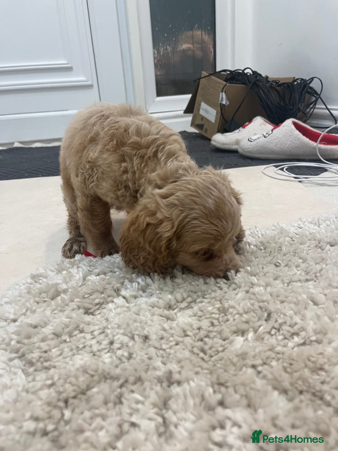 Cockapoo dogs for sale: F1 cockapoo  - Advert 11