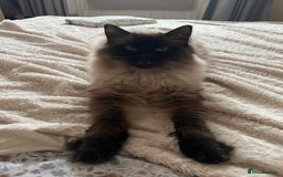 Bengal cats for sale: MUST GO TOGETHER  - Advert 4