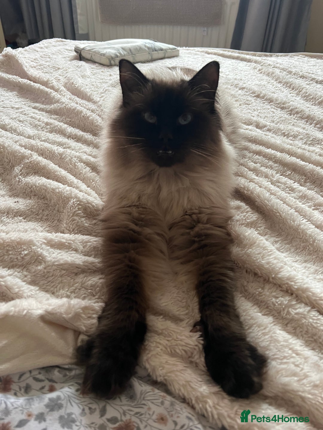 Bengal cats for sale: MUST GO TOGETHER  - Advert 4