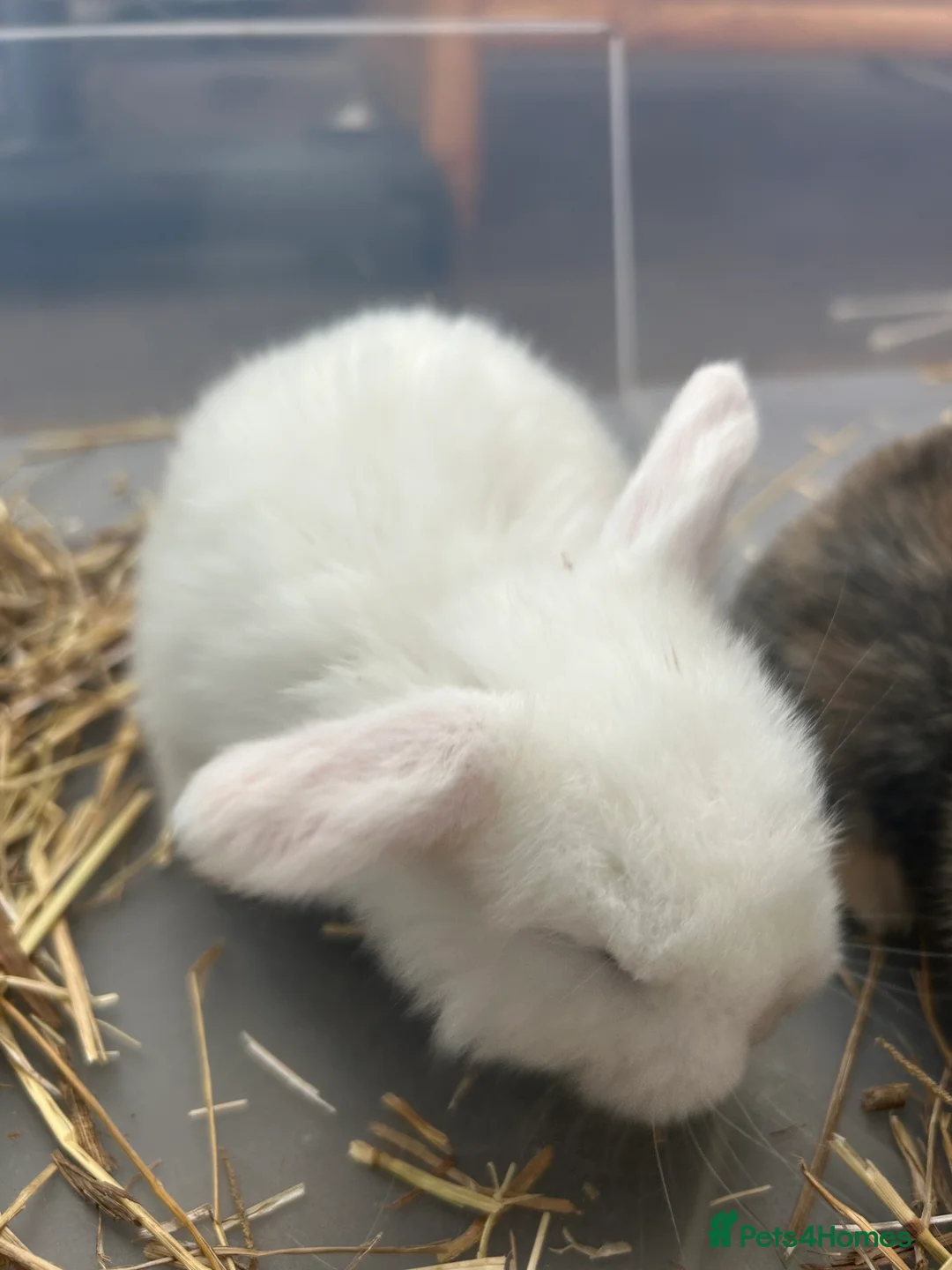 Mini Lop rabbits for sale: Mini Lop Babies - Advert 9