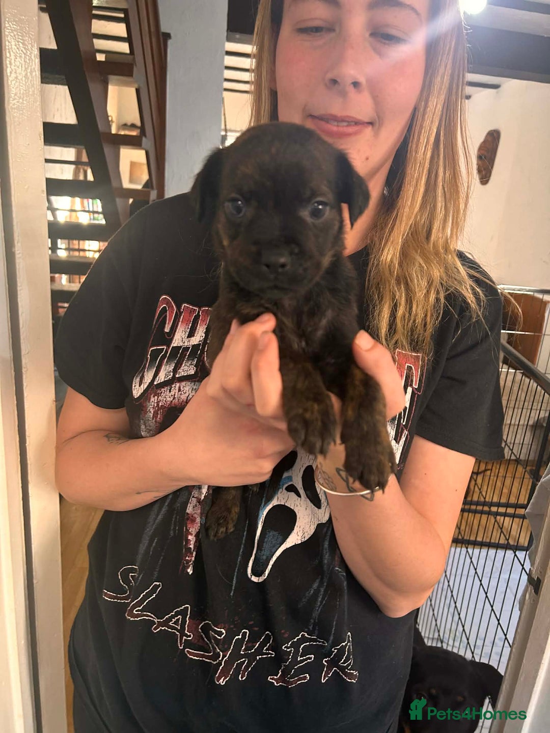 Mixed Breed dogs for sale: Beautiful Rottweiler x bullmastiff puppies - Advert 11