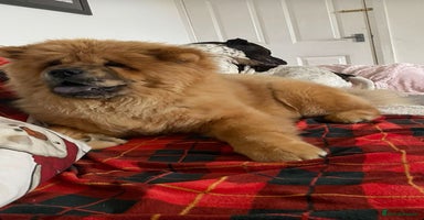 Chow Chow dogs - Advert 8