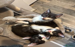 Maine Coon cats for sale: Half Maine coon - Image 2