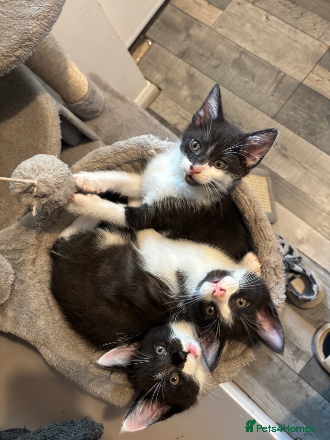 Maine Coon cats for sale: Half Maine coon - Image 2