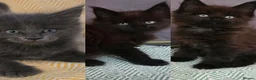 Maine Coon cats for sale: Maine coon kittens - Advert 20