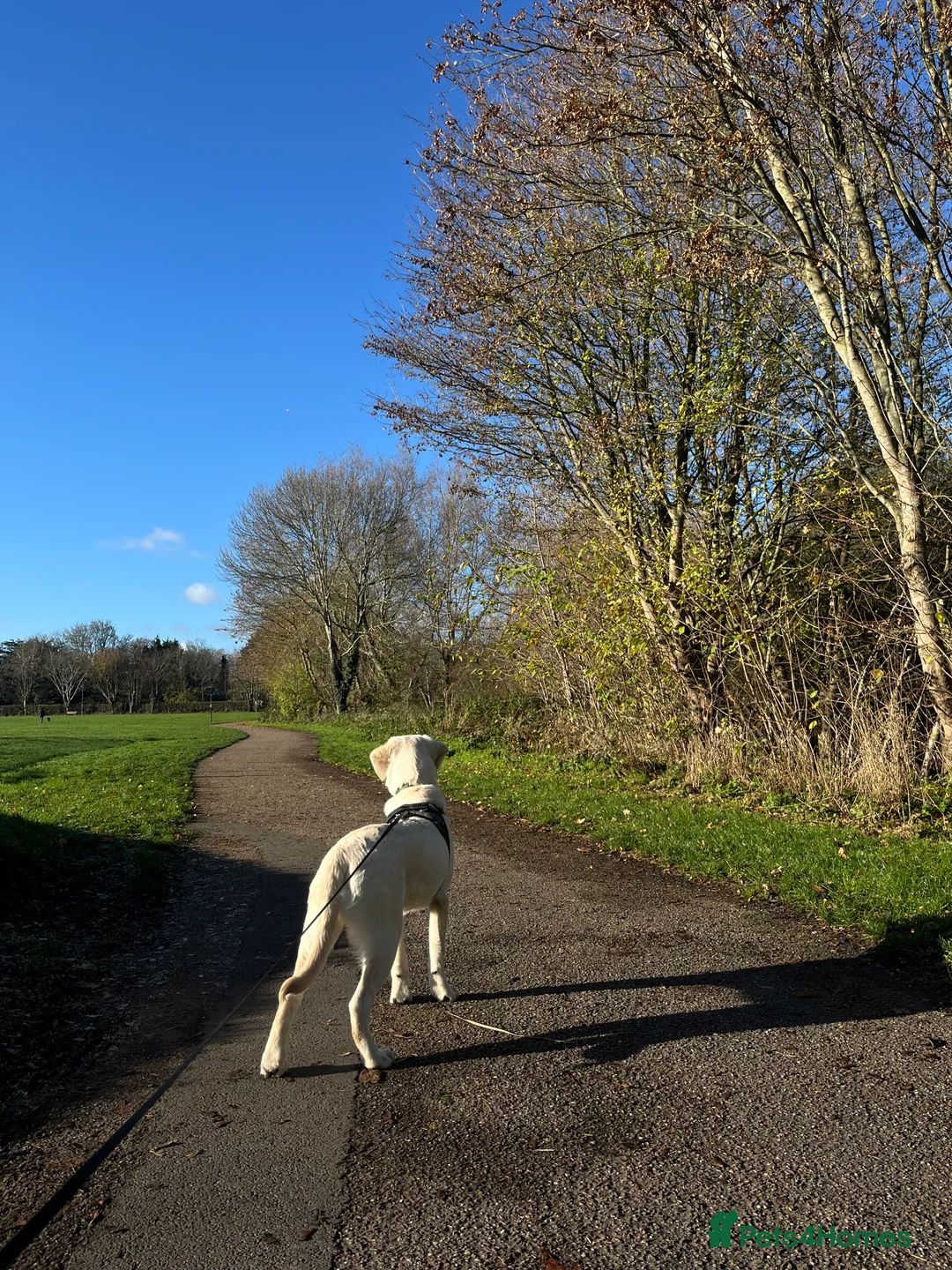 Goldador dogs for sale: Rehoming puppy  - Advert 4