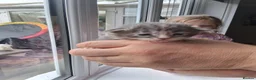 Maine Coon cats for sale: Maine Coon kittens ( 3weeks old ) - Advert 12