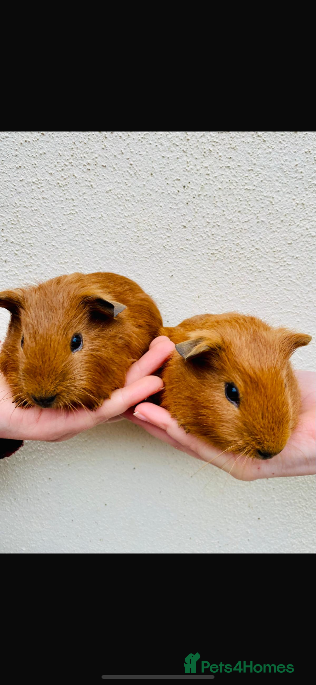 Guinea Pig rodents for sale: 3 Gunie pigs  - Advert 2