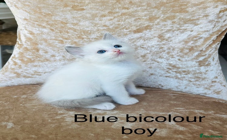 Ragdoll cats - Advert 15