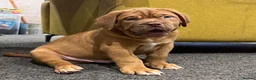 Dogue De Bordeaux dogs for sale: Junior in Thornton-Cleveleys - Advert 8