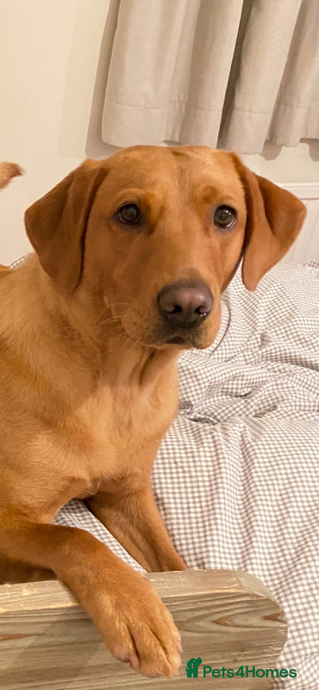 Labrador Retriever dogs for sale: DUE MID-JANUARY. Fox Red Labrador puppies.  - Advert 26