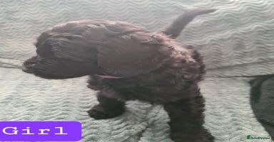 Labradoodle dogs ⭐✨ Mini Labradoodles ⭐✨ ONLY 3 Girls ⭐✨ - Advert 3