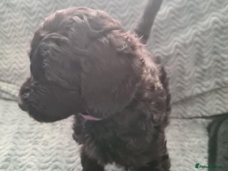 Labradoodle dogs ⭐✨ Mini Labradoodles - F1b Parents 🐾✨ - Advert 4