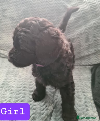 Labradoodle dogs ⭐✨ Mini Labradoodles - F1b Parents 🐾✨ - Advert 9