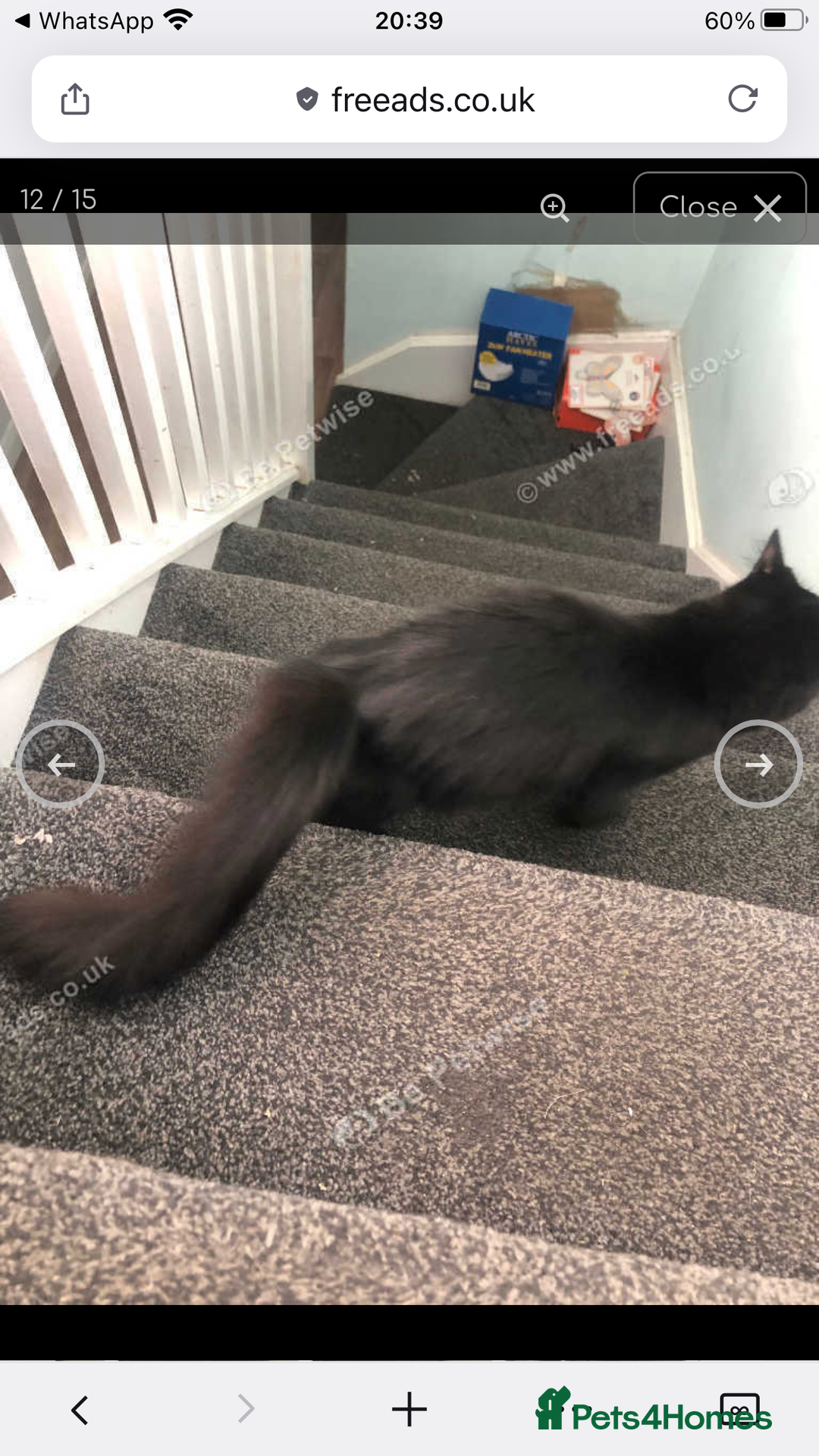 Mixed Breed cats for sale: 4 female kitten  - Image 9