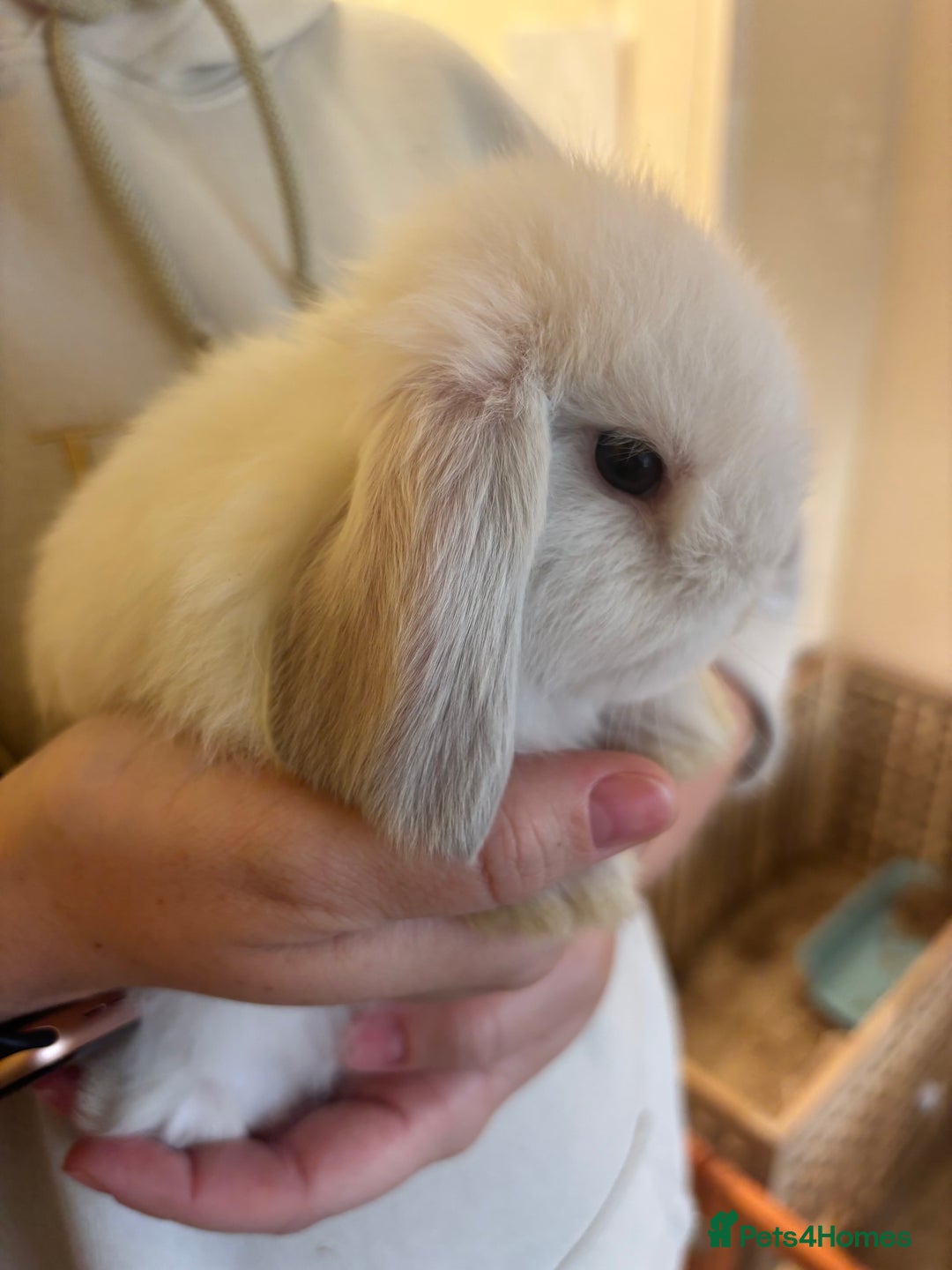Mini Lop rabbits for sale: Mini lop bunnies  - Image 5