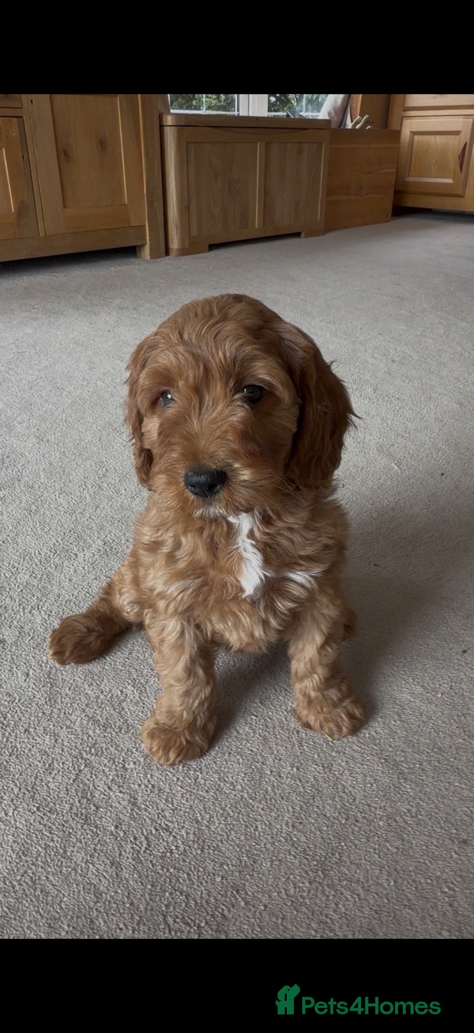 Cockapoo dogs Healthy cockapoos  - Advert 1