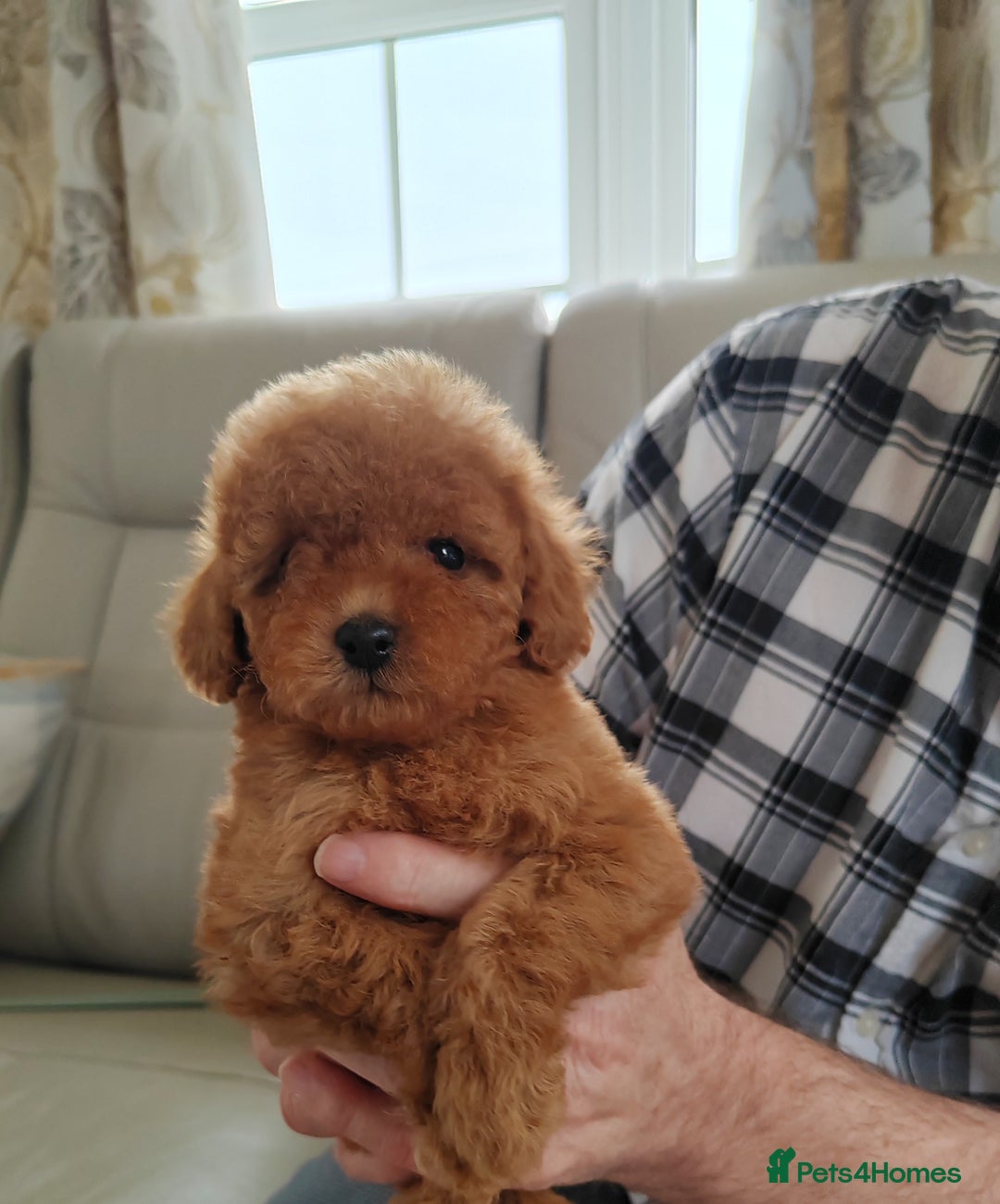 Cavapoo dogs for sale: TOY CAVAPOO DNA TESTED PARENTS AND GRANDPARENTS  - Image 21