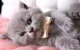 British Shorthair cats for sale: 💎 British Shorthair - GCCF 💎 - Image 10