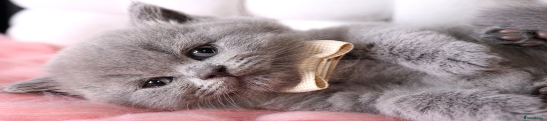 British Shorthair Kitten 2