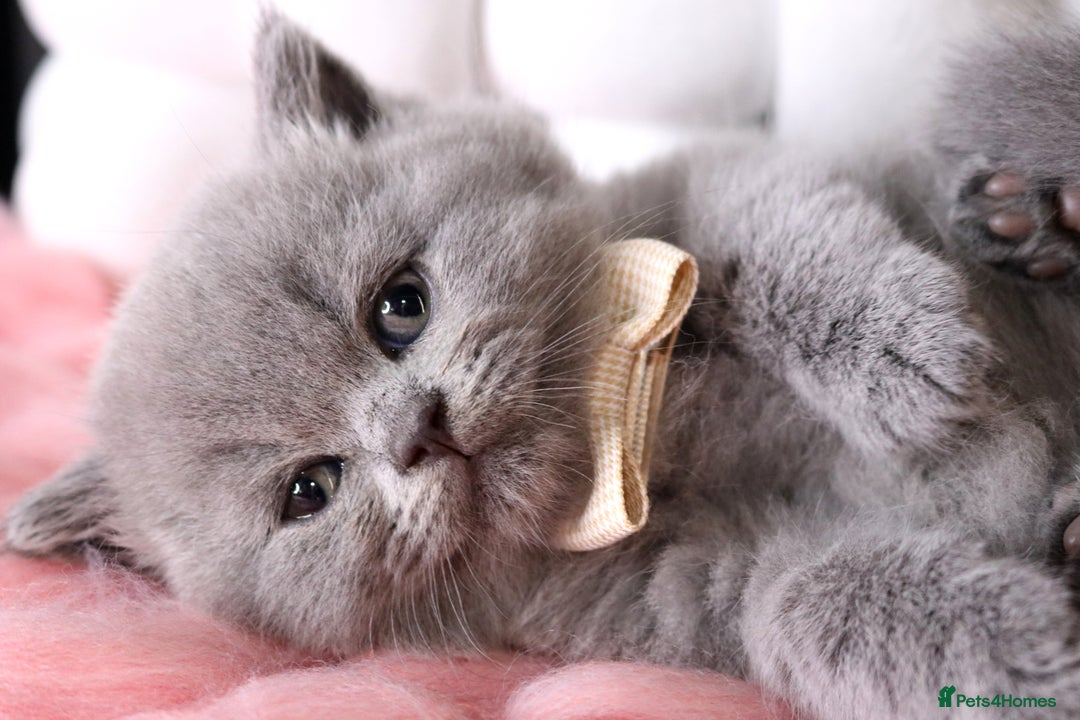 British Shorthair cats for sale: 💎 British Shorthair - GCCF 💎 - Image 10