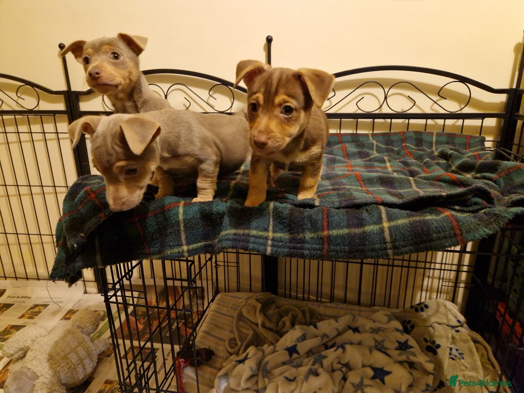 Jack Russell dogs for sale: For Sale Adorable Jack Russell Puppies  - Advert 4