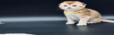 Oscar