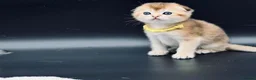 Scottish Fold cats for sale: Fully-vaccinated and TICA-registered Kittens  - Advert 9