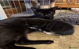 Mixed Breed cats for sale: Black and white kittens - Image 13